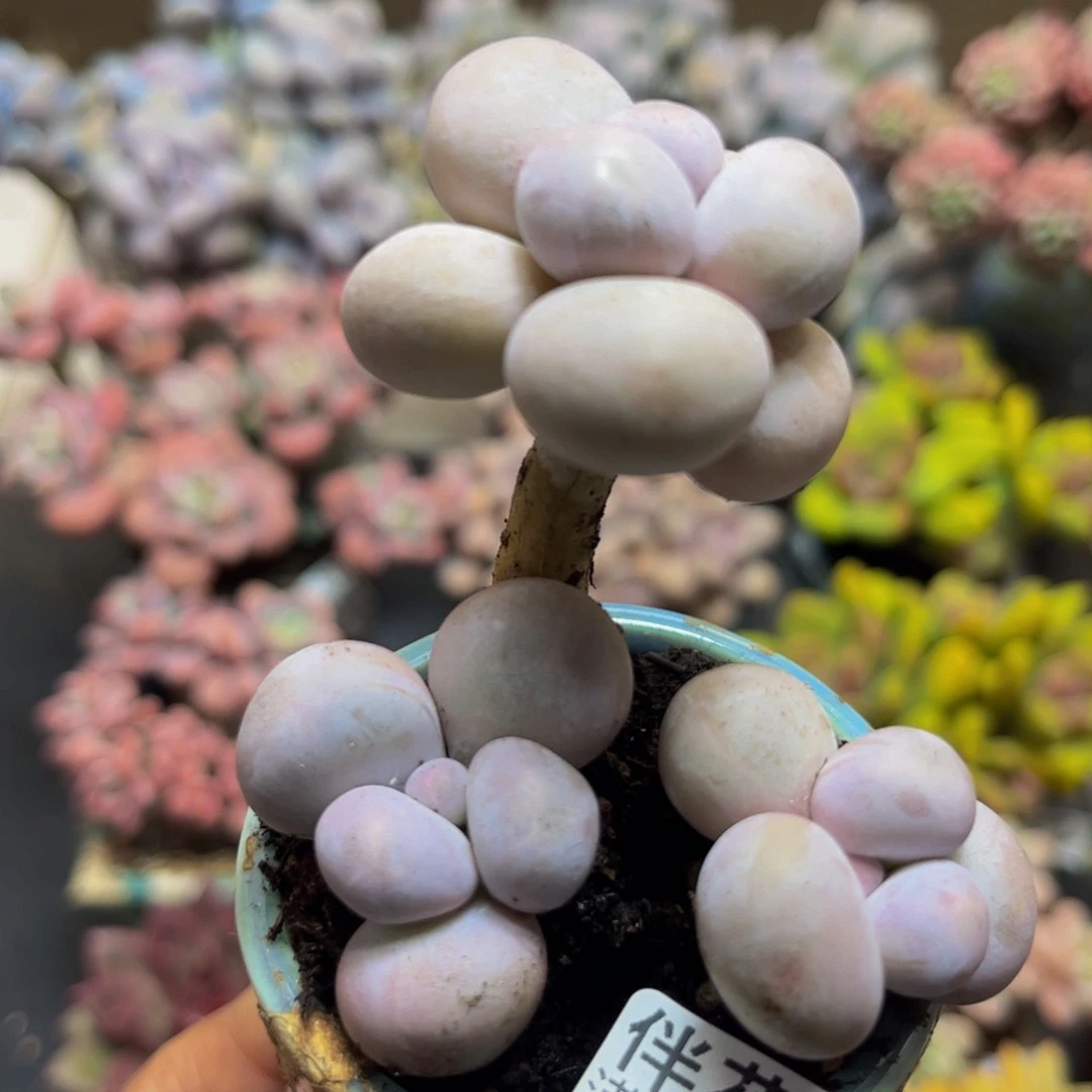 183芭比奶酪6cm多肉