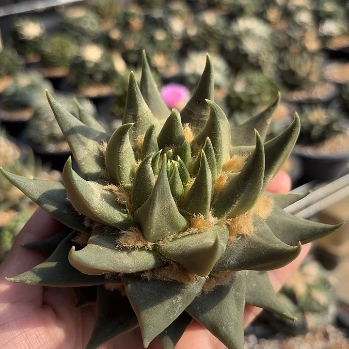 无***.袖蒲苗接落地仙人球94