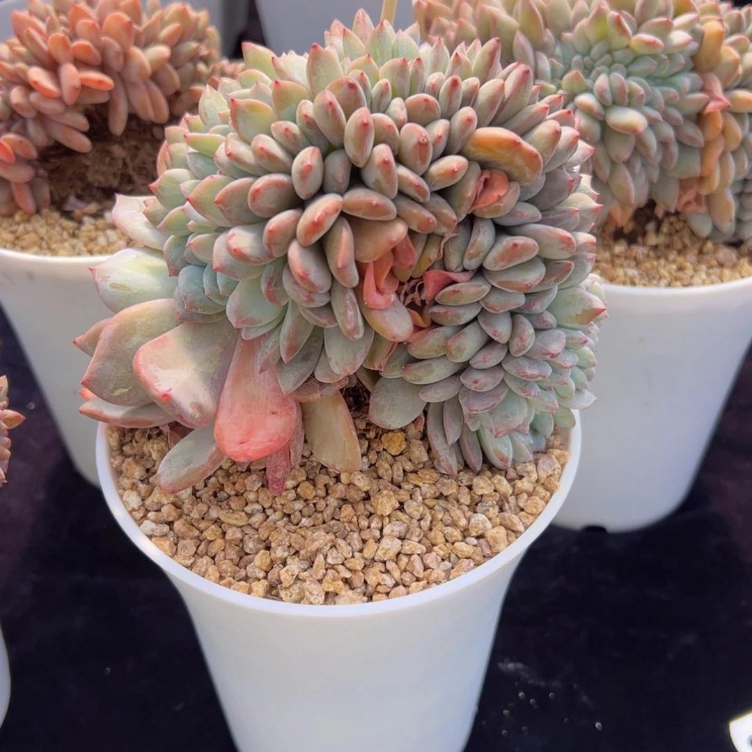 Y****y新年快乐 新年快乐