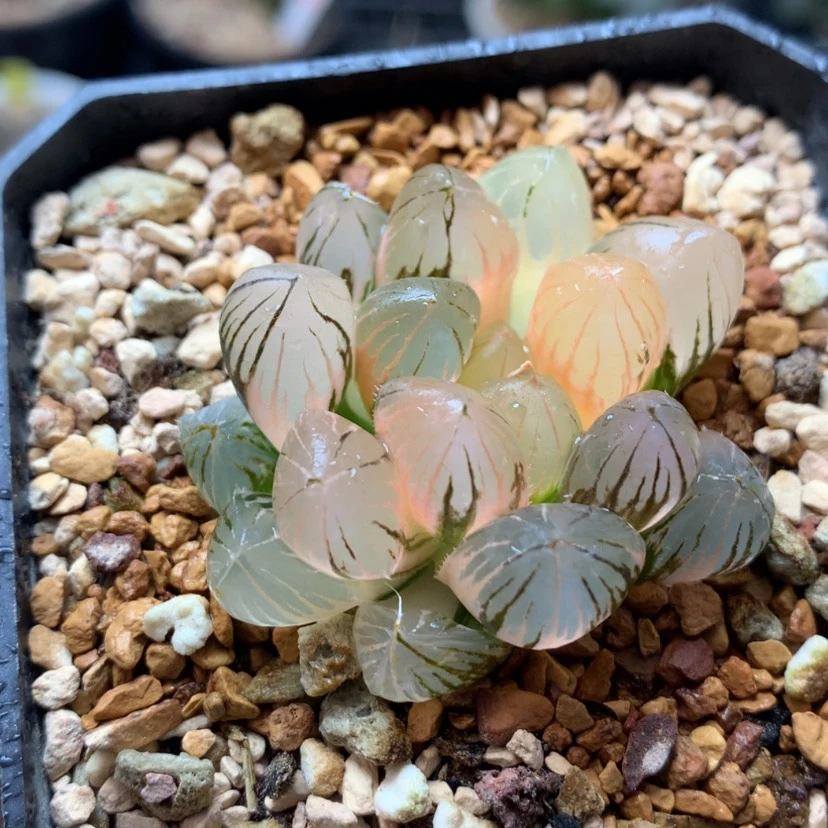 【闪购商品】64号龙爪