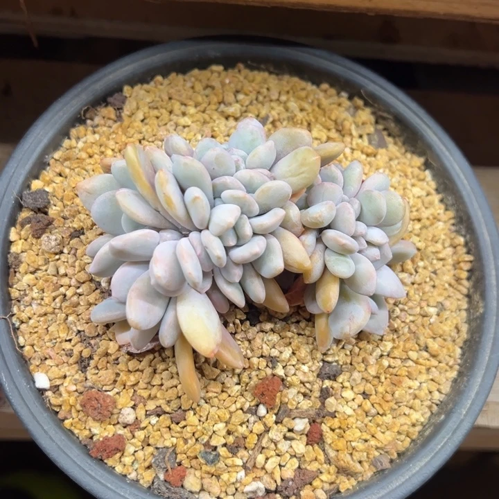 粉兔缀化 夏鸣园艺