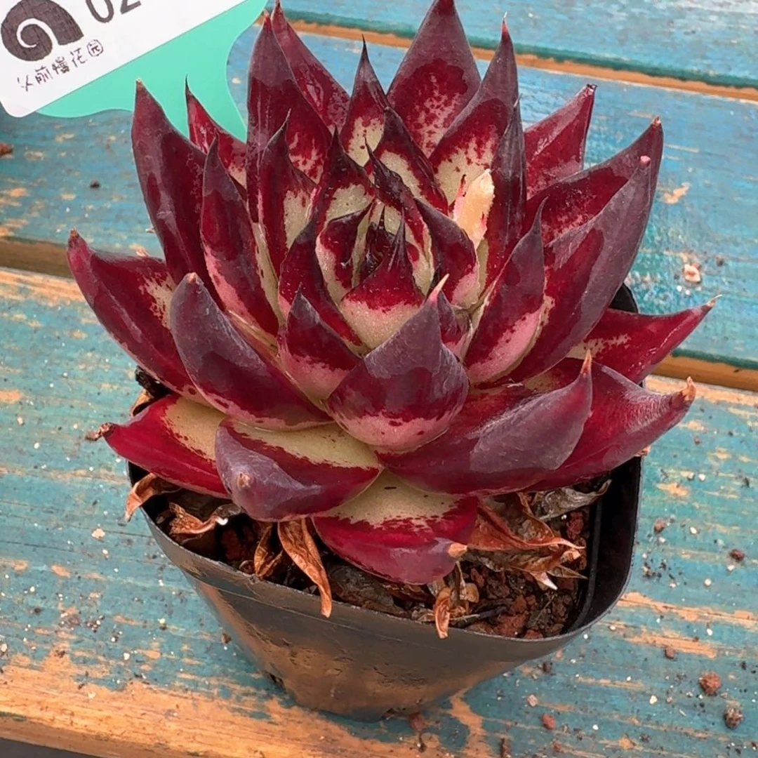 从前慢多肉精选编号0216.188