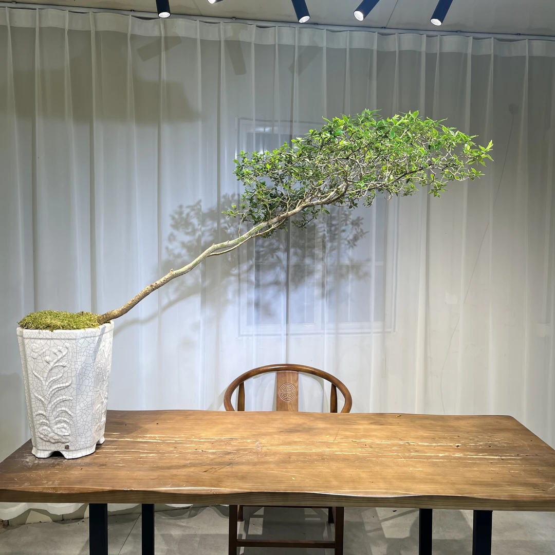 【永栀盆景】海岛栀子花 一物一拍