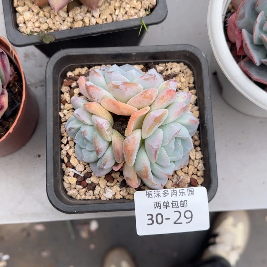 嗯***是30-29冰玉多肉植物