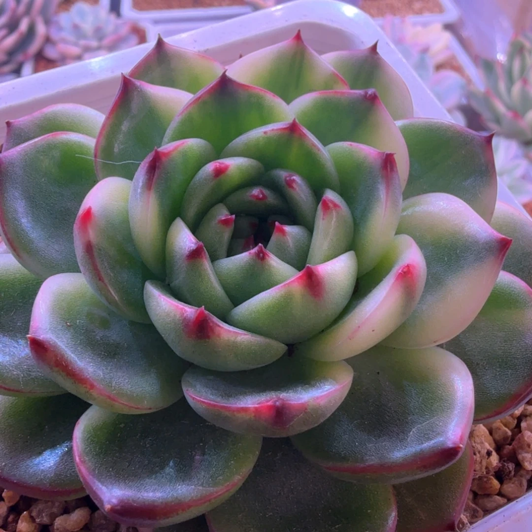 月亮石白锦 多肉植物