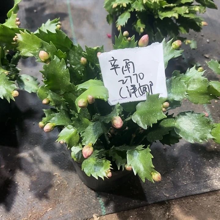 辛***雨当前无花栽培后可以开花