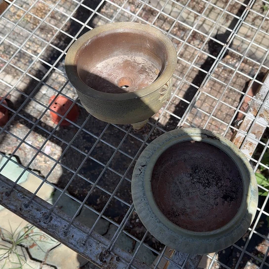 ****两个大口花盆一号多肉植物
