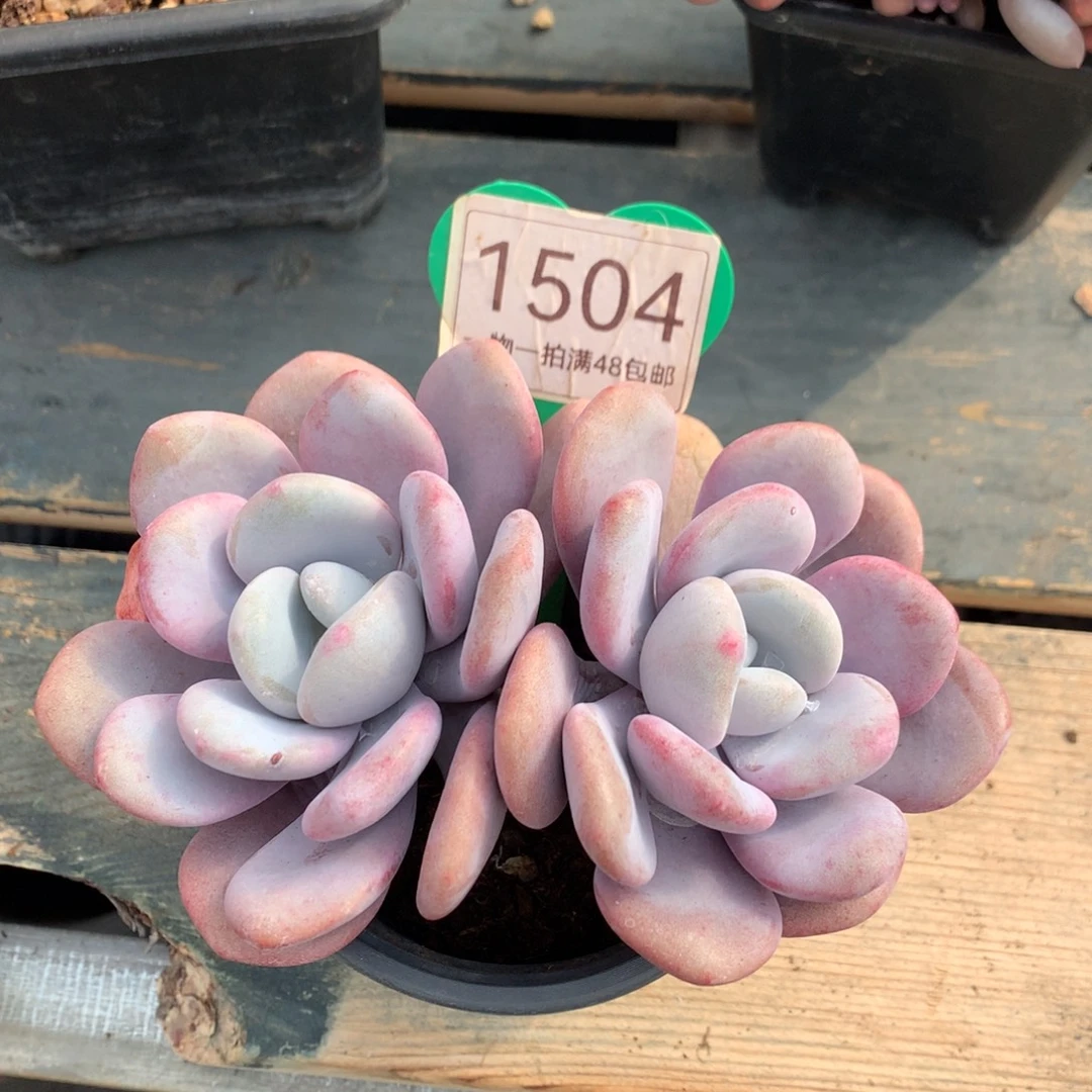 拉拉奶无砍双头1504