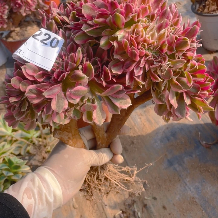 多肉粉女巫缀化220