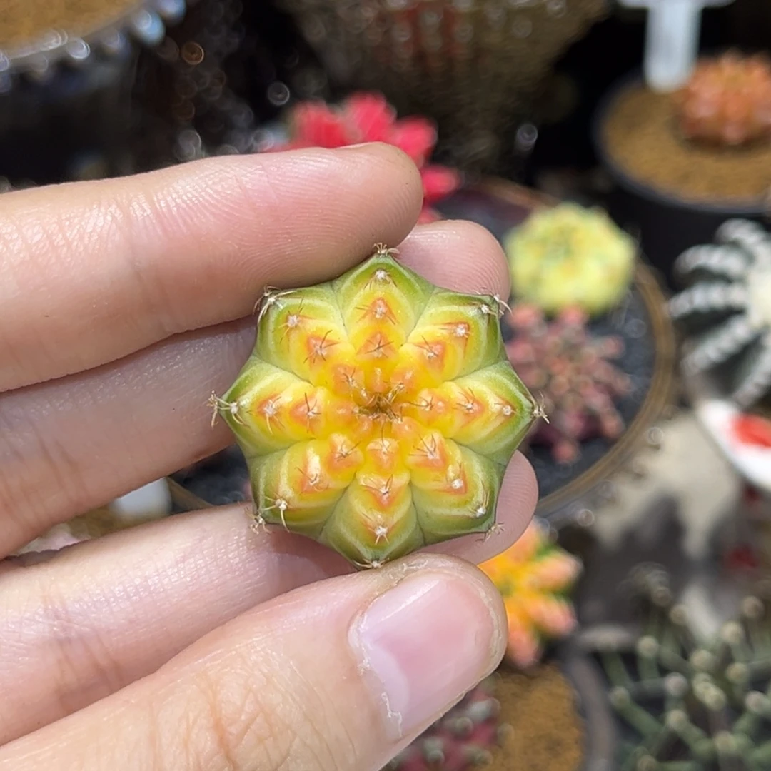 3cm泰系实生小轮回