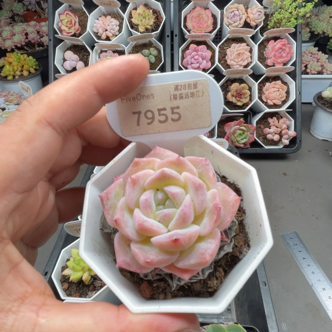 7955纯爱 4.5厘米