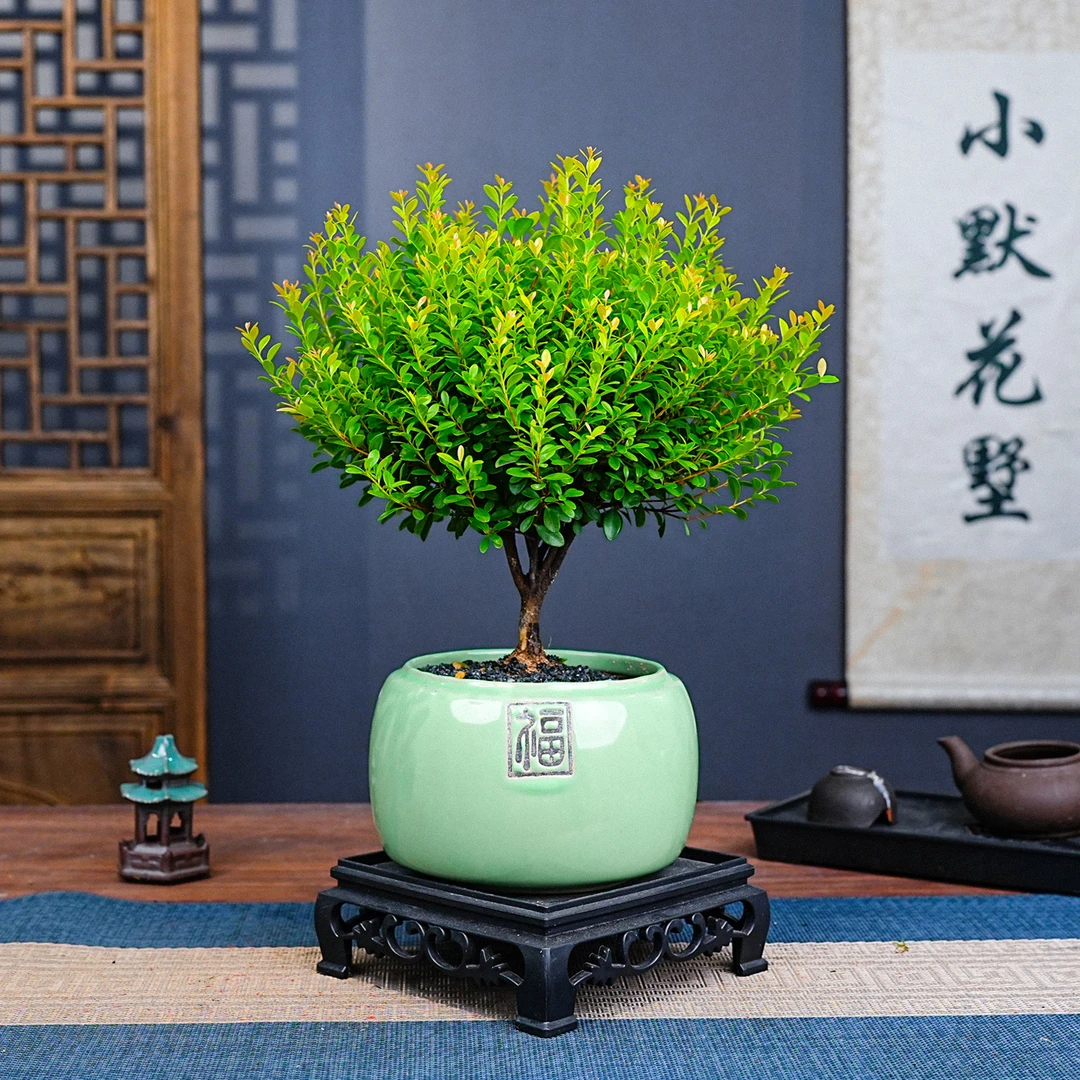 福字盆老桩小叶赤楠室内盆栽盆景花卉绿植会开花结果阳台书房盆栽