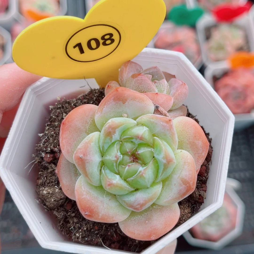 108号小老桩糖心双头