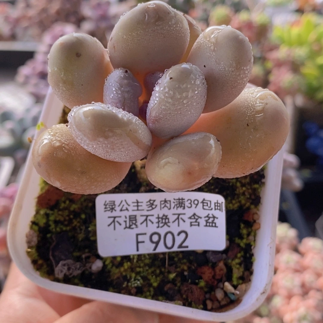 蛋黄奶单头902多肉植物