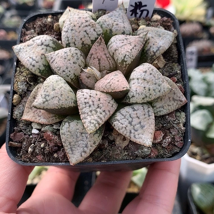 实生粉白银一物一拍