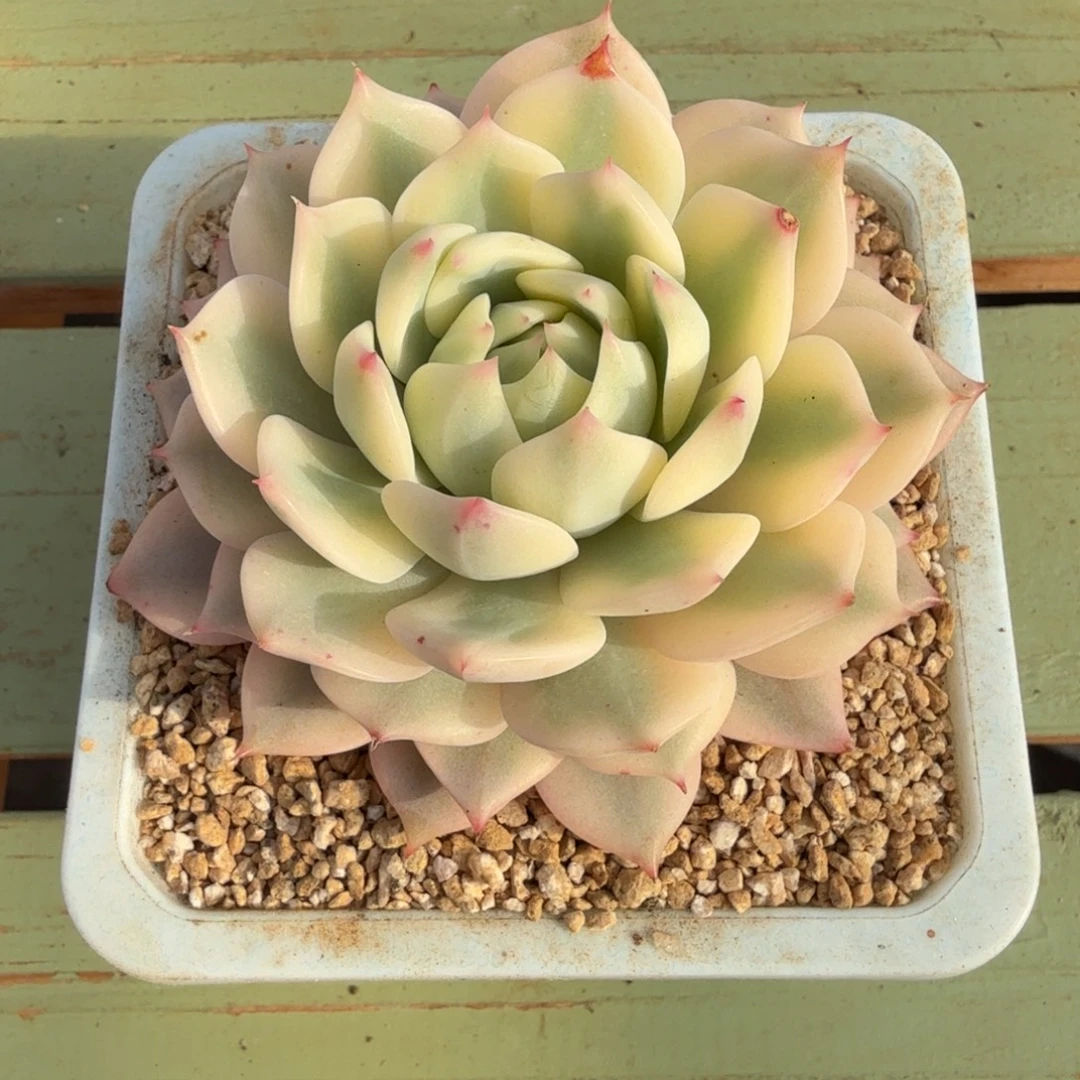 超白棱镜锦锦上园艺一物一拍