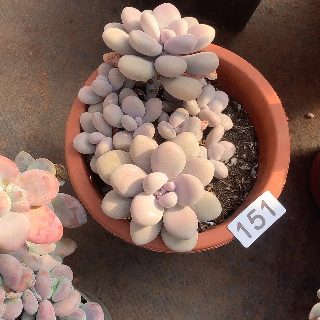 151 一物一拍多肉！