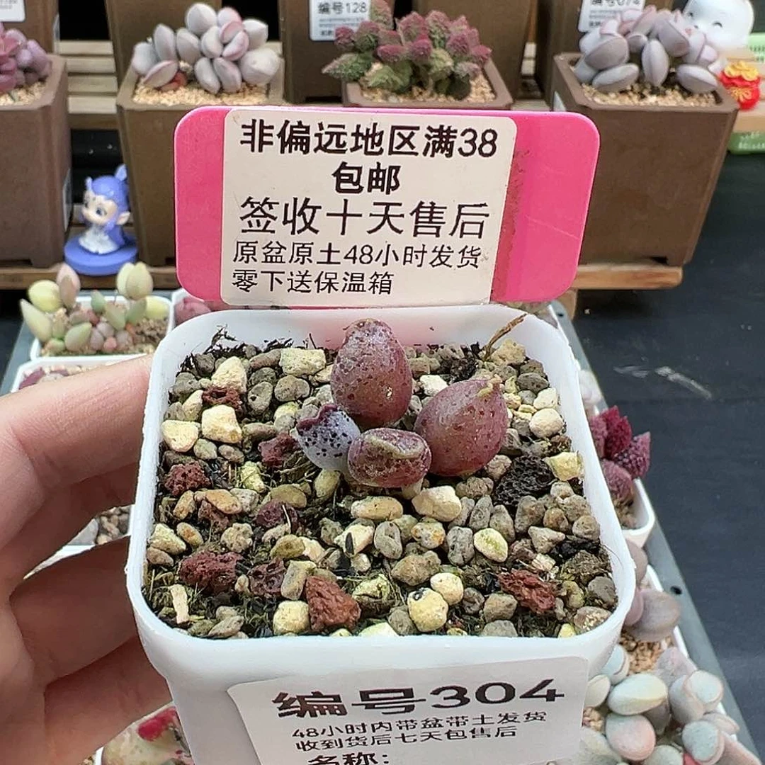 304粉海报多肉植物