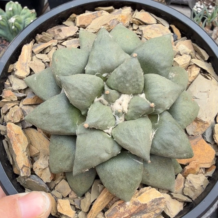 实生牡丹（满28包邮）