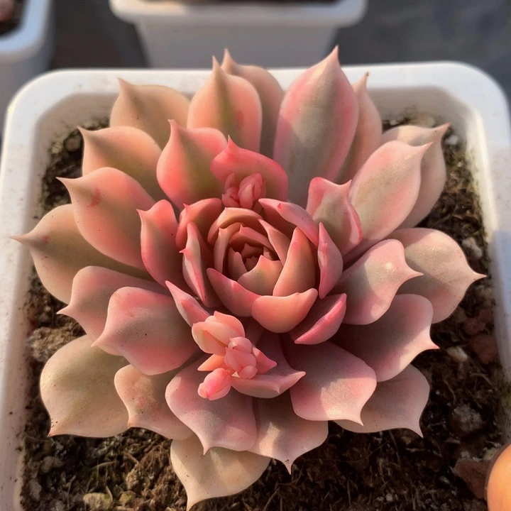 粉蝶锦，一物一拍