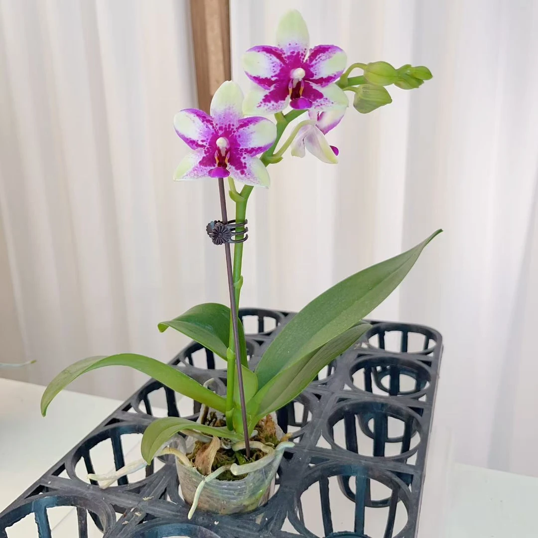 [紫钻01]精品蝴蝶兰高端室内花卉花期长