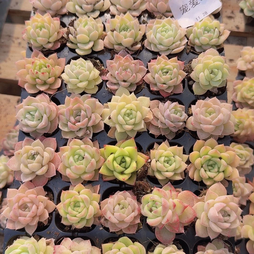 直播福利一物一拍85