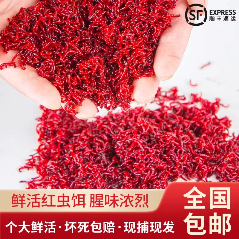 【顺丰包邮】鲜活红虫活体公虫活饵喂鱼拉饵鲫鱼野钓饵料钓鱼鱼饵