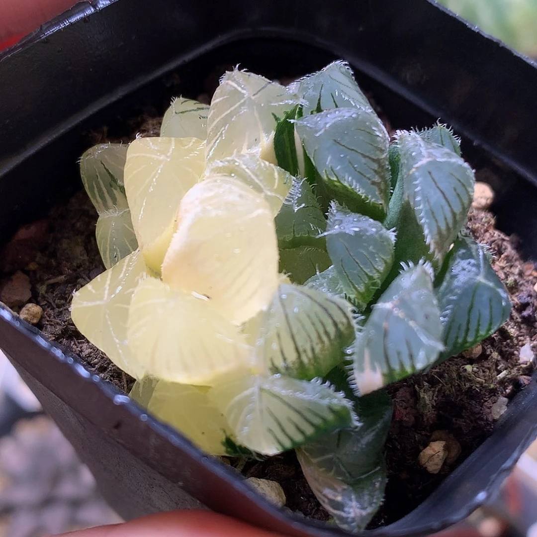 白赤线玉露锦带盆土发货