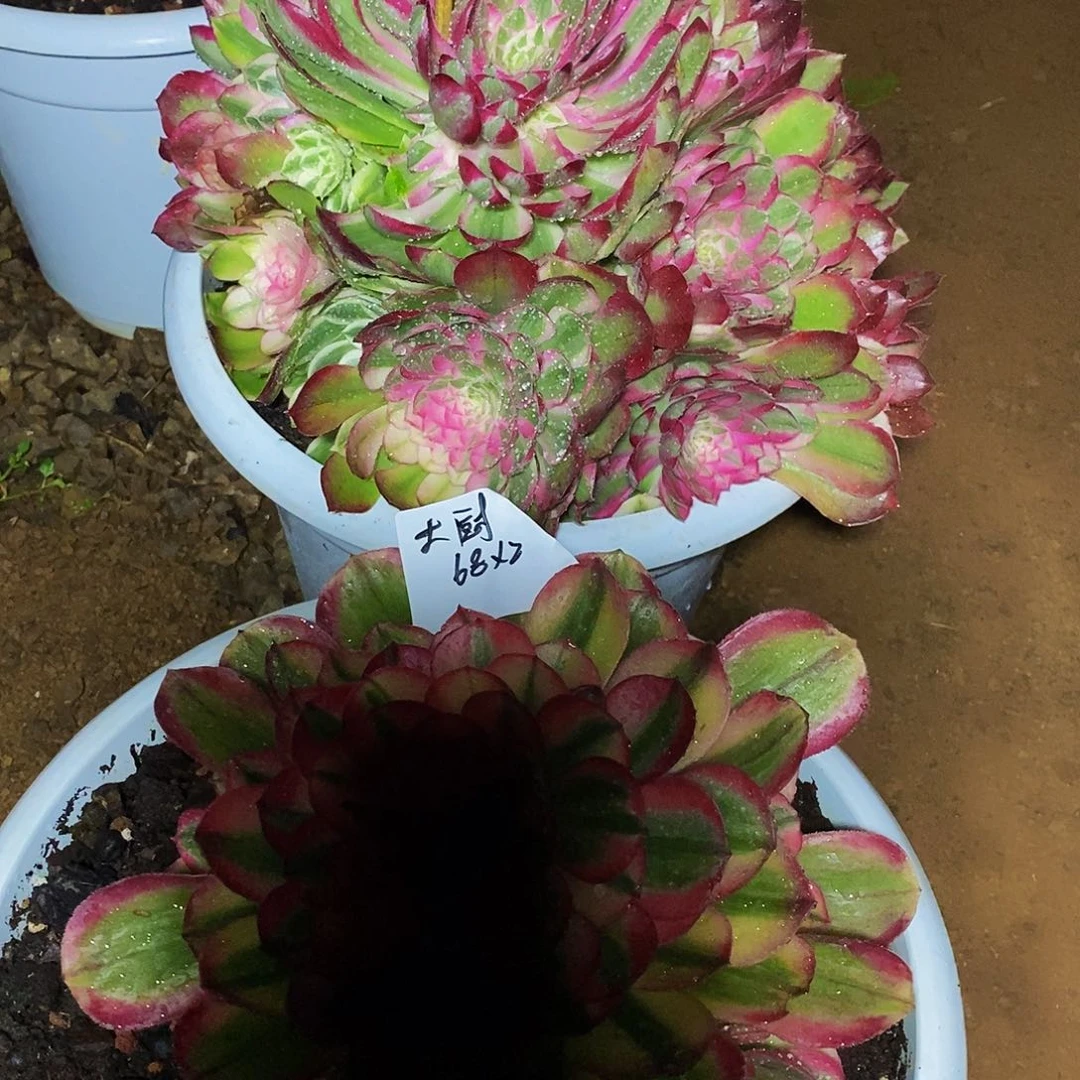 朱****店上古园艺多肉植物