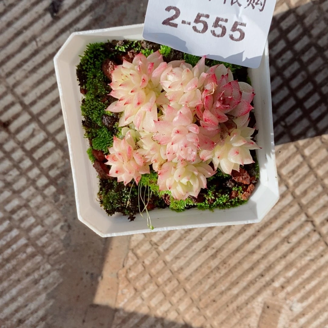 双**妈2-555 新疆西藏内蒙不发货 零下不拍保温箱损多肉