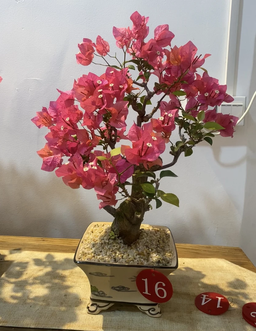 同安红年功老桩精品