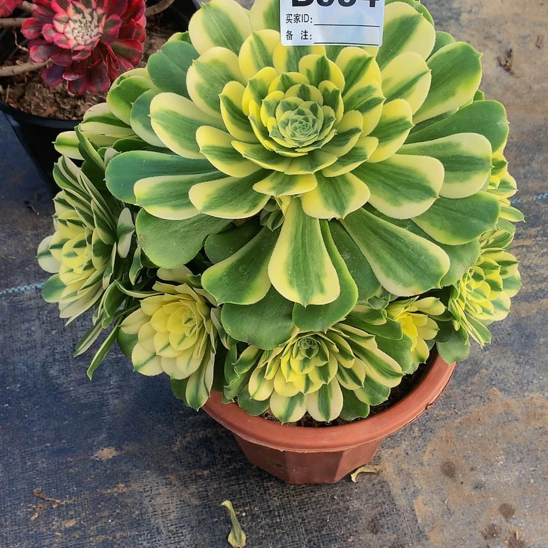 934多肉法师你呀