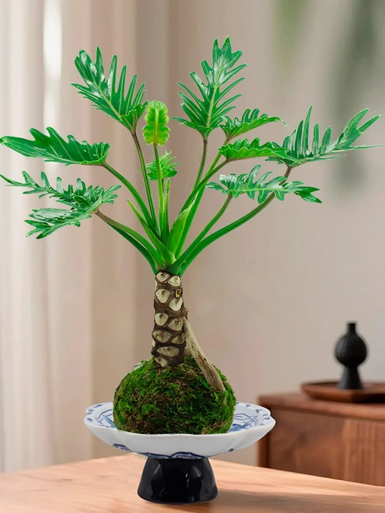 龙鳞春羽盆栽苔藓球老桩办公室内外耐阴水培植物净化空气桌面绿植