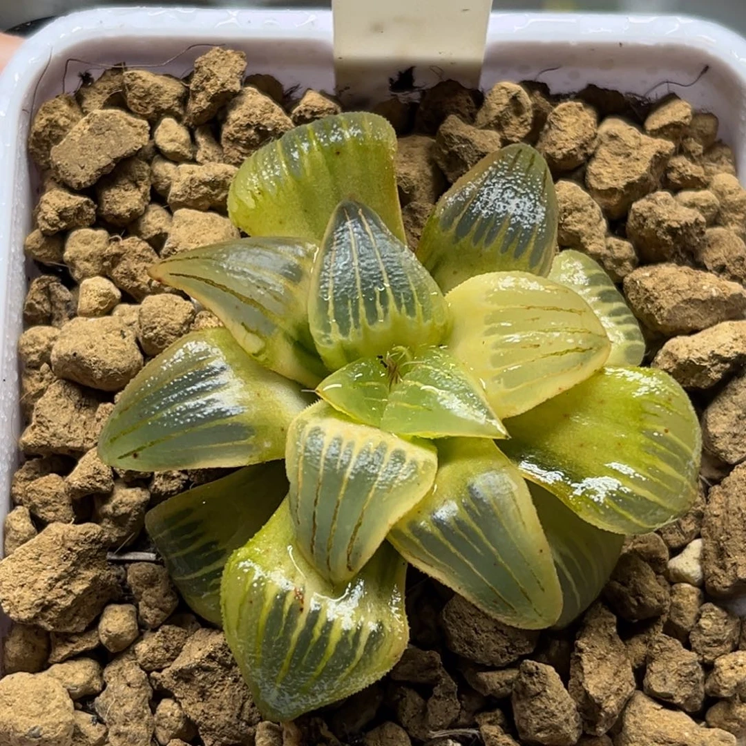 192糊斑红纹寿锦福利专场