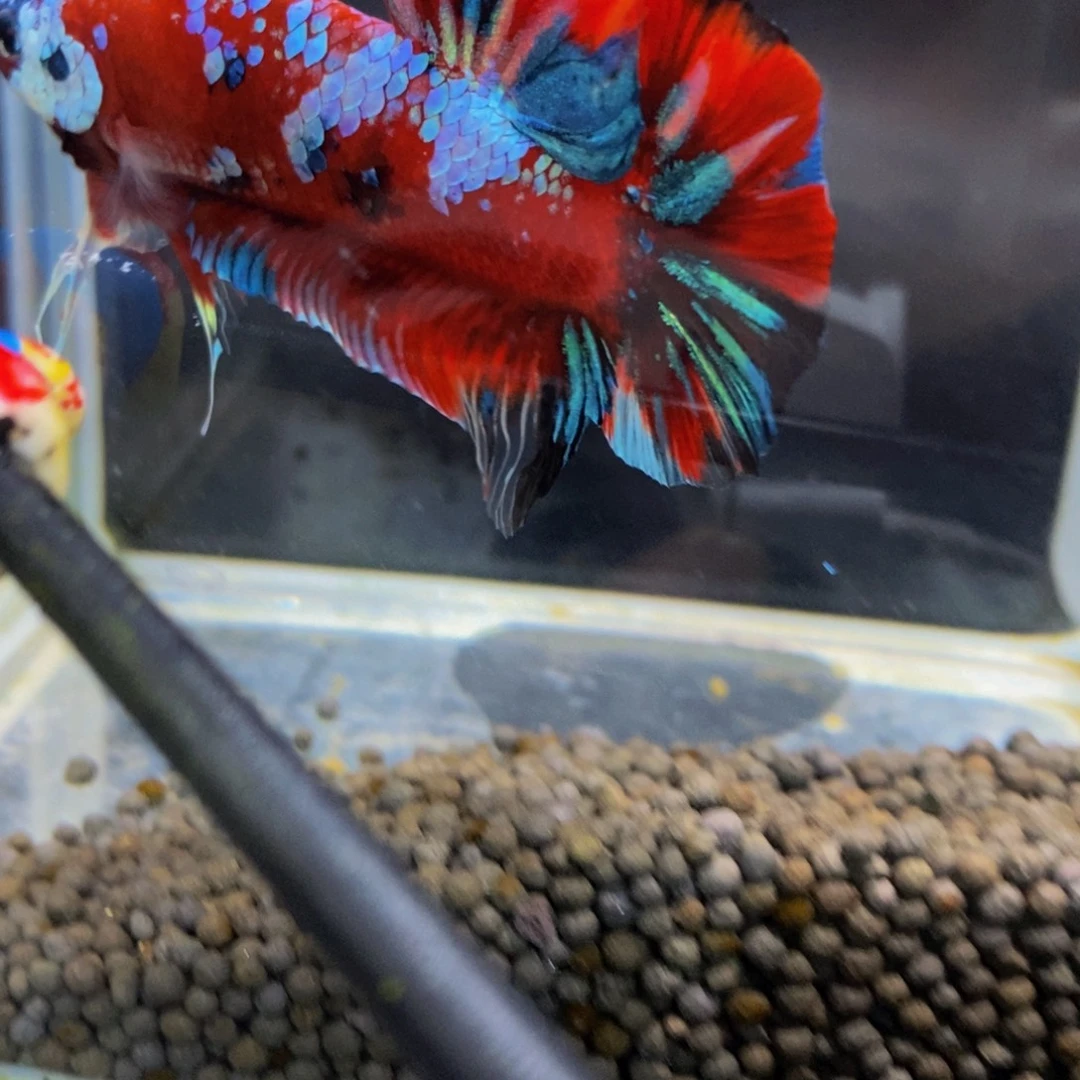 斗鱼329巨斗11111