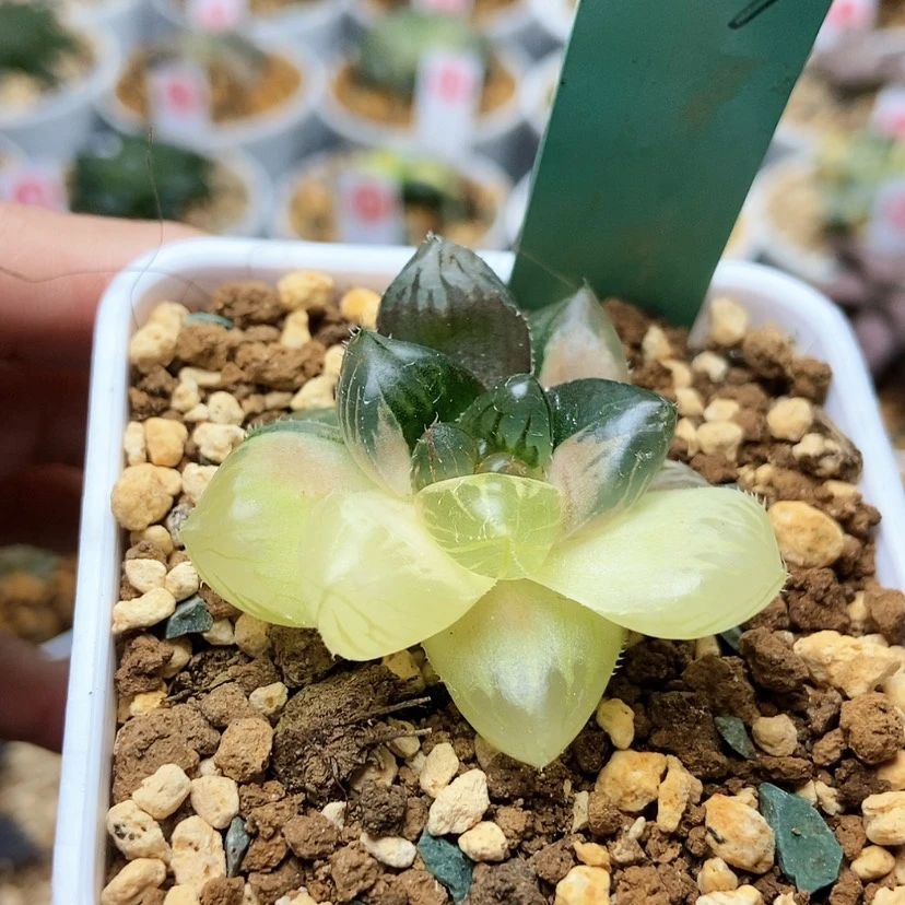 【闪购商品】龙爪213