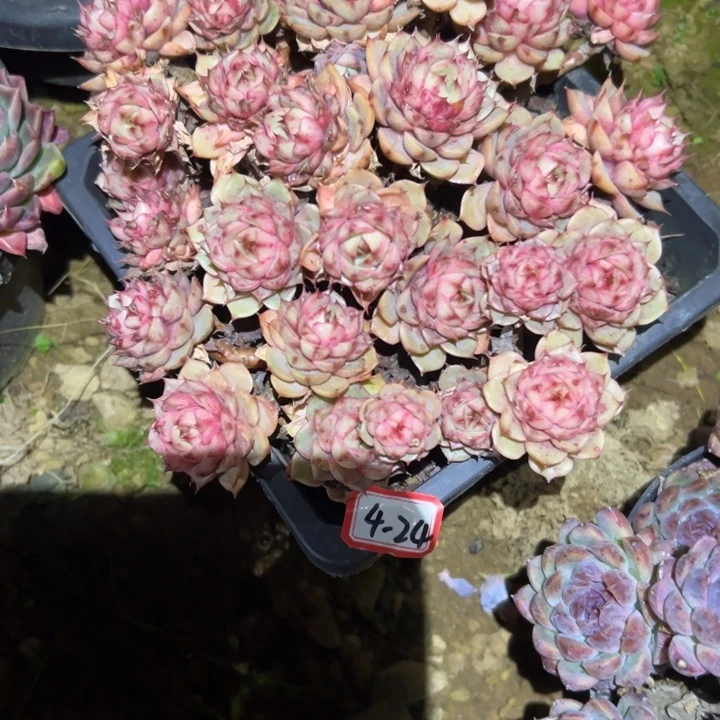 话****精品多肉植物老桩