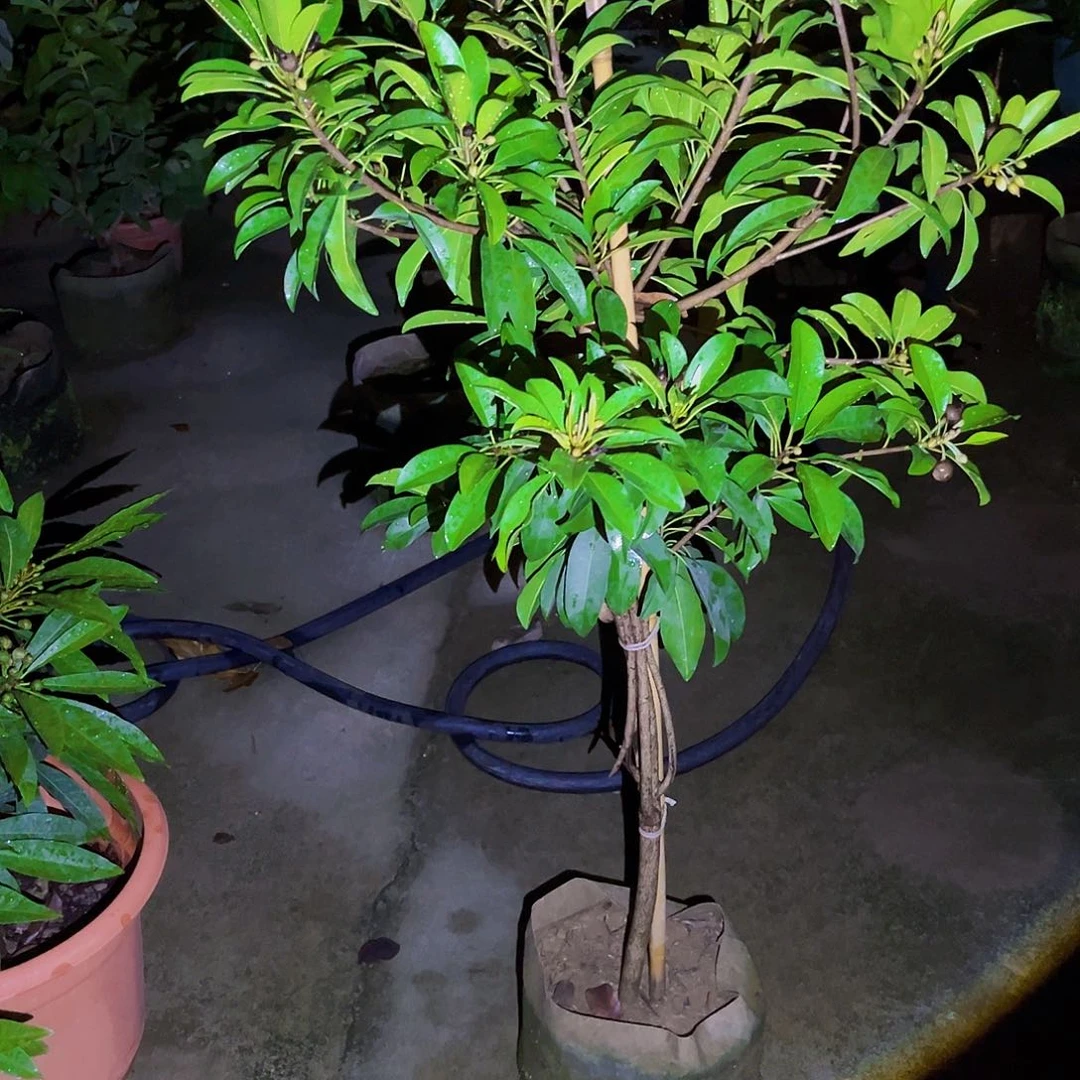 每***^无花朵1111111111果