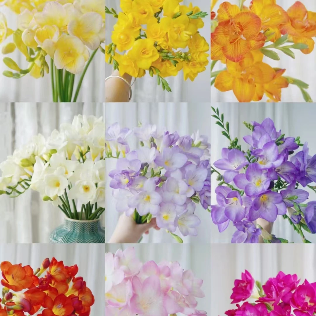 【香雪兰】香雪兰3把2-3个不同色 插瓶 客厅摆件