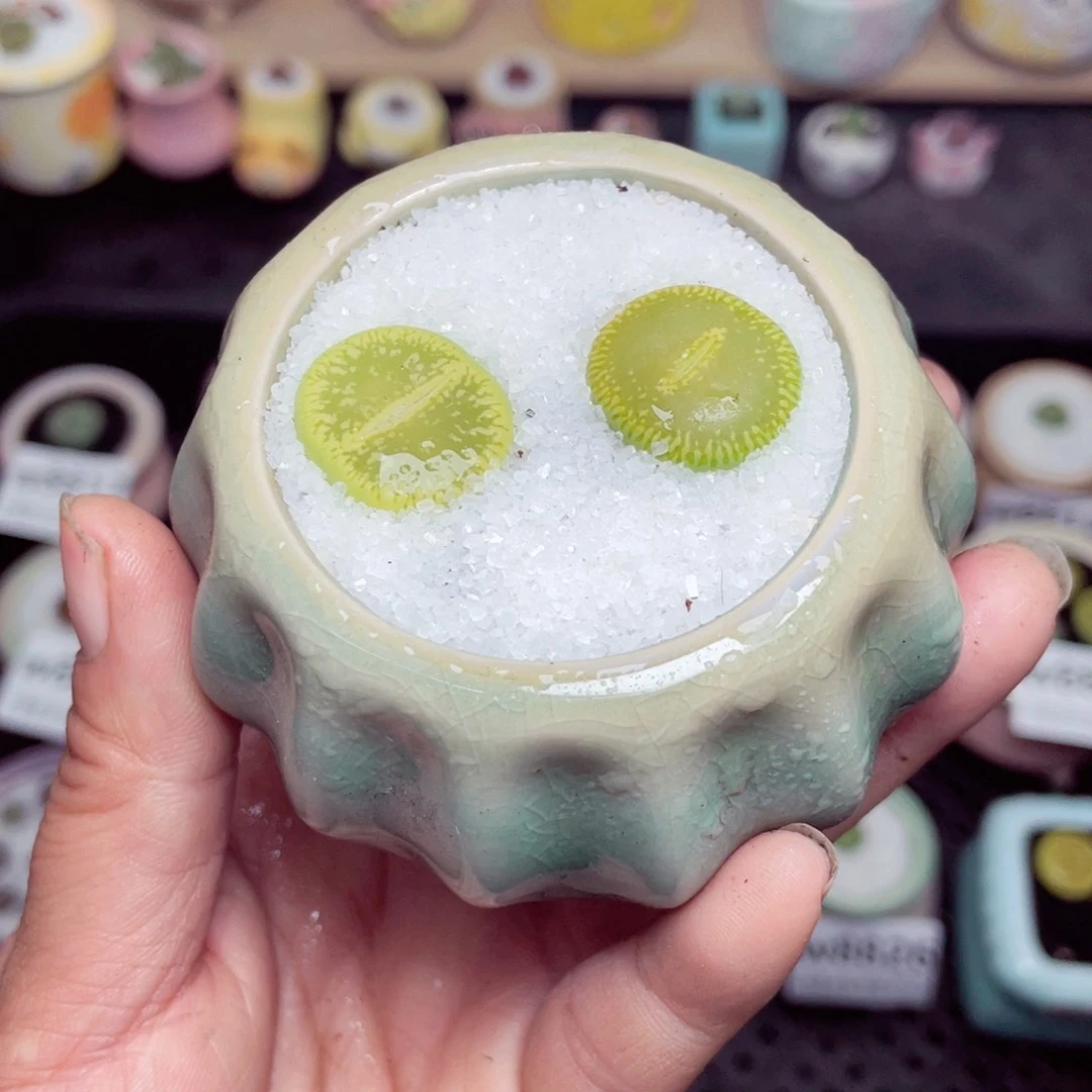 晨****w8828 带盆土发货-零下地区拍保温箱