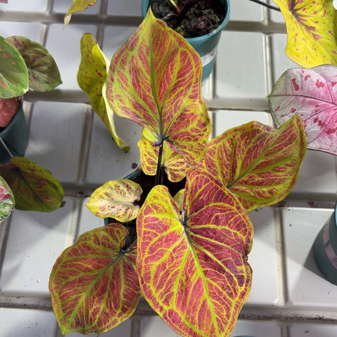 黄色之谜泰国彩叶芋18-1209