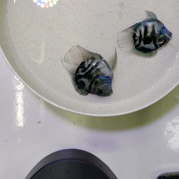 鹦鹉鱼宝蓝色迷你鹦鹉鱼母鱼微瑕