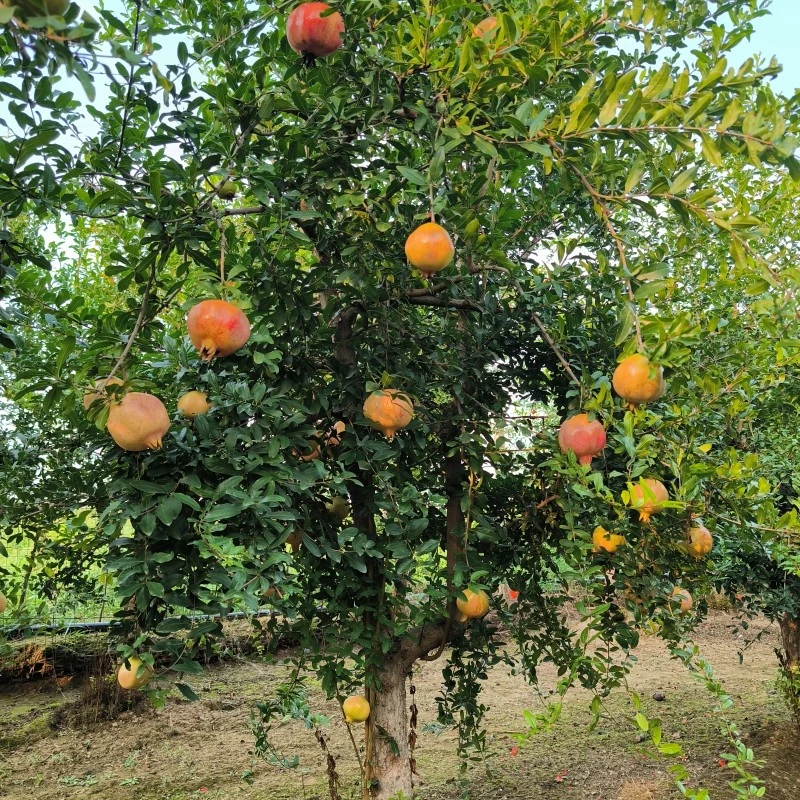庭院花园盆栽地栽植物 一物一拍