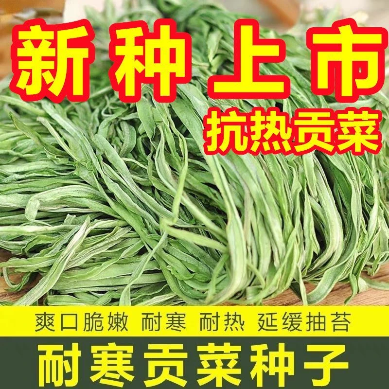 正宗宫廷贡菜种子长杆响菜山蛰菜种四季高产耐抗热寒农家蔬菜种籽