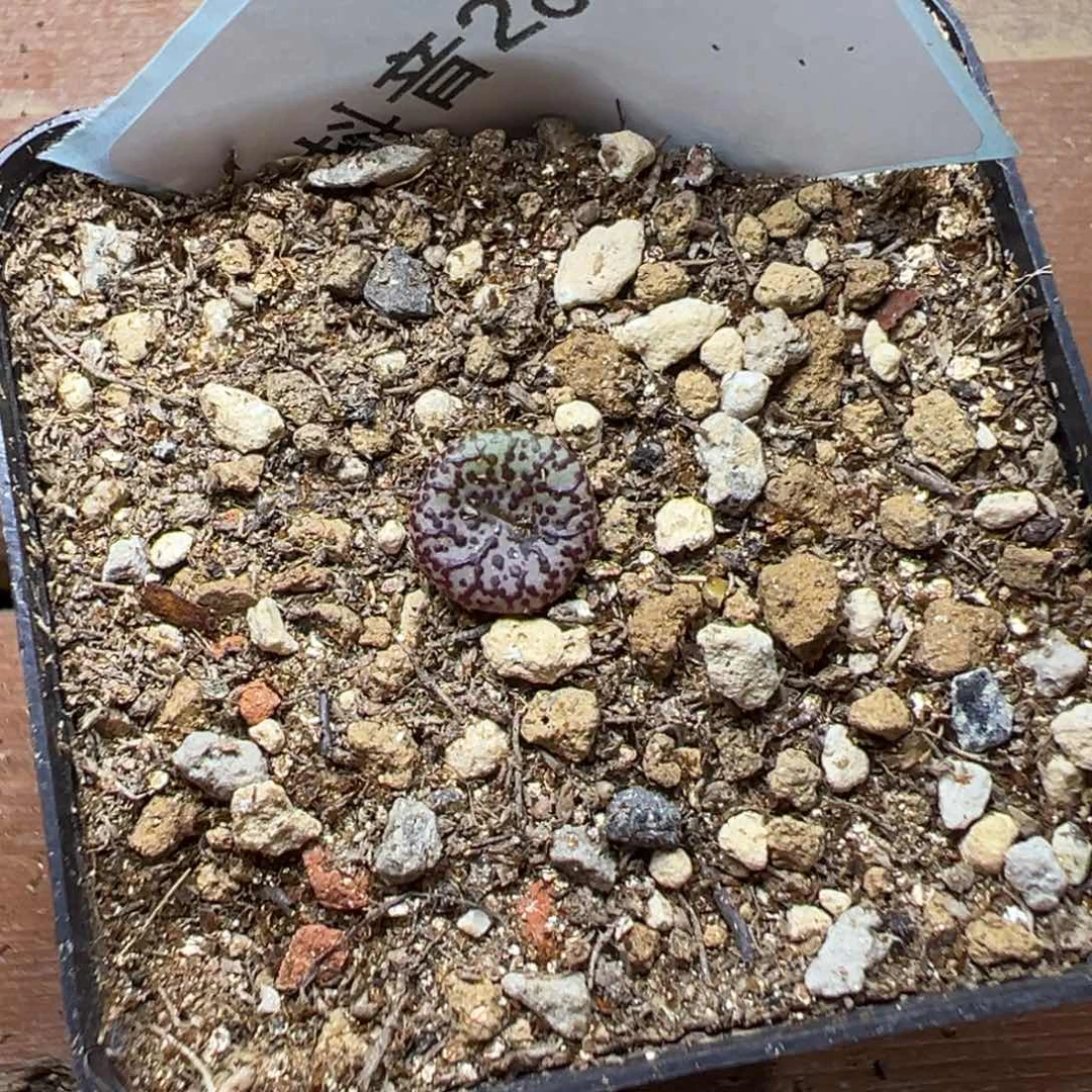 28-21肉锥多肉植物