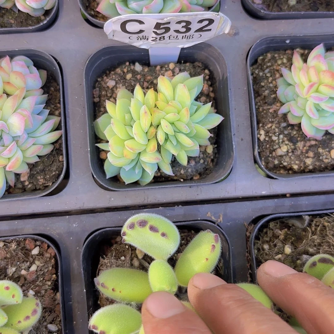 C532莎莎女王一物一拍