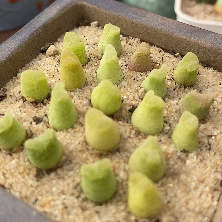 奶瓶风铃一颗  1416.4