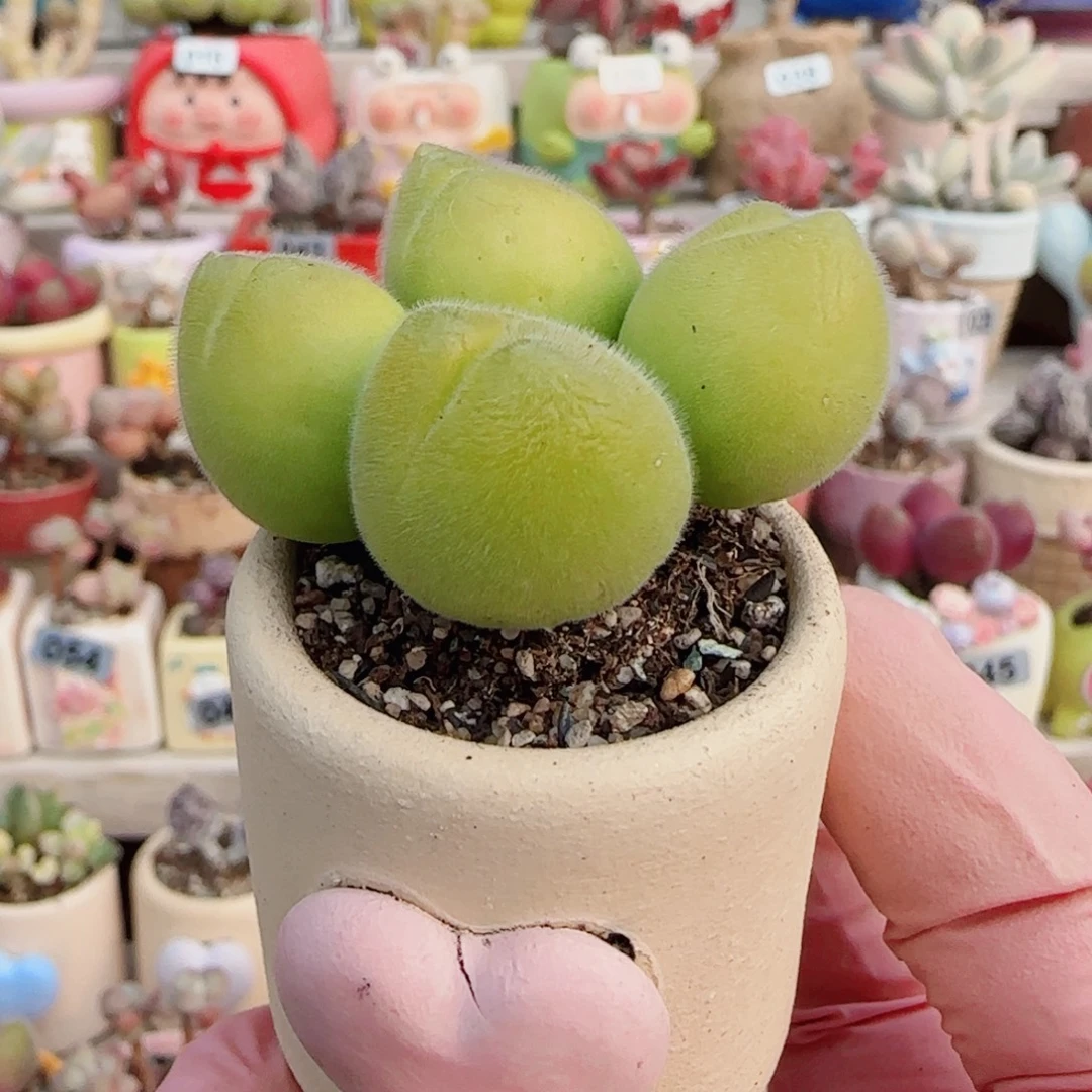稀有黄体毛翠 盆口3cm