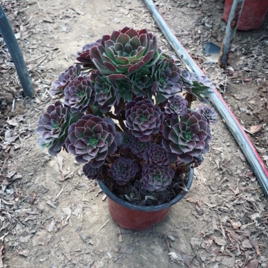 莫***心荷兰玫瑰法师多肉植物37