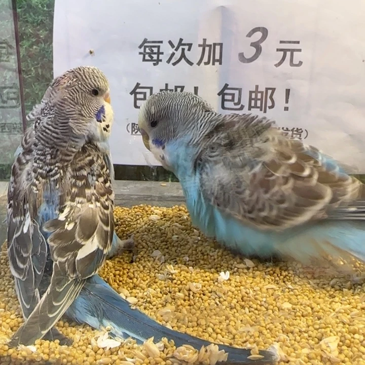 虎皮鹦鹉大头虎皮鹦鹉